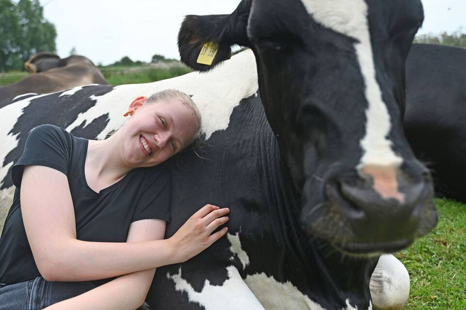 Kuh-Kuscheln beim Hof Lüttje Drööm in Jevenstedt Kuh-Kuscheln beim Hof Lüttje Drööm in Jevenstedt
