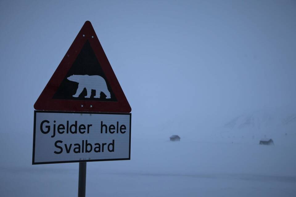 Eisbär auf Spitzbergen erschossen Eisbär auf Spitzbergen erschossen