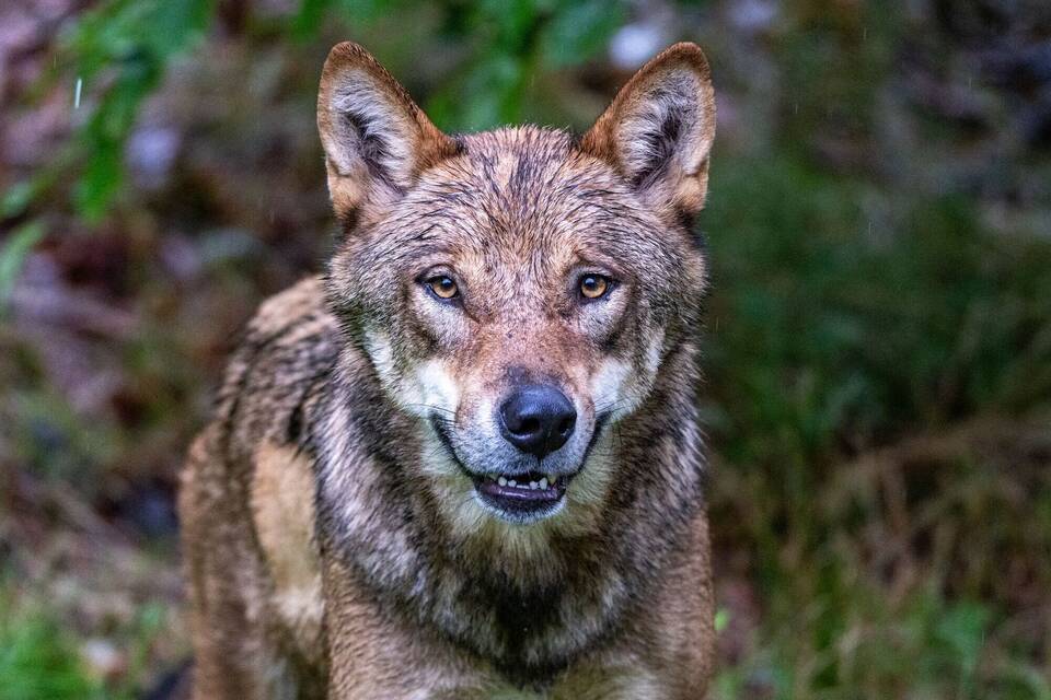 Niederlande verschärfen Warnung nach Wolfsattacke auf Kind