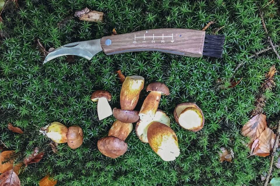 Pilze sammeln