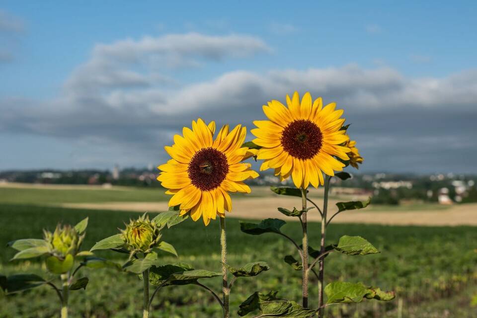 Wetter in Baden-Württemberg