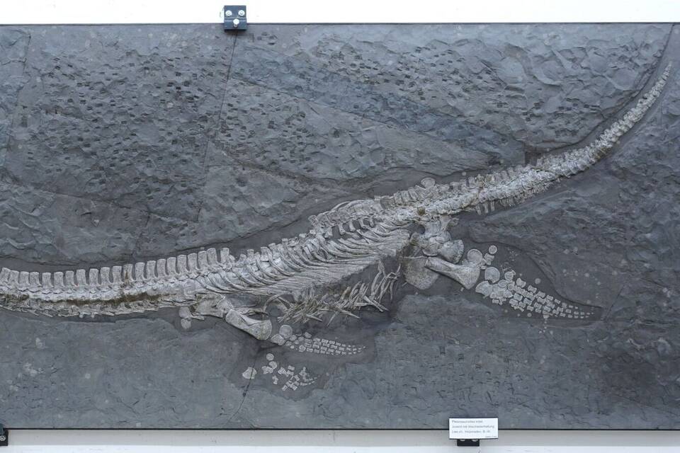 Forscher präsentieren urtümliches Meeresreptil aus der Dino-Zeit Forscher präsentieren urtümliches Meeresreptil aus der Dino-Zeit