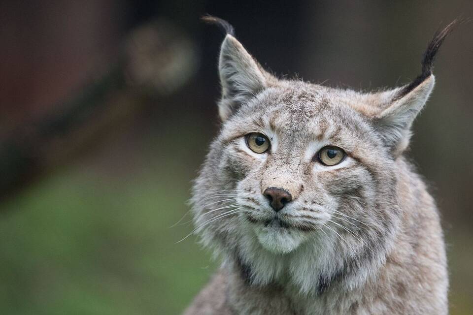 Eurasischer Luchs Eurasischer Luchs