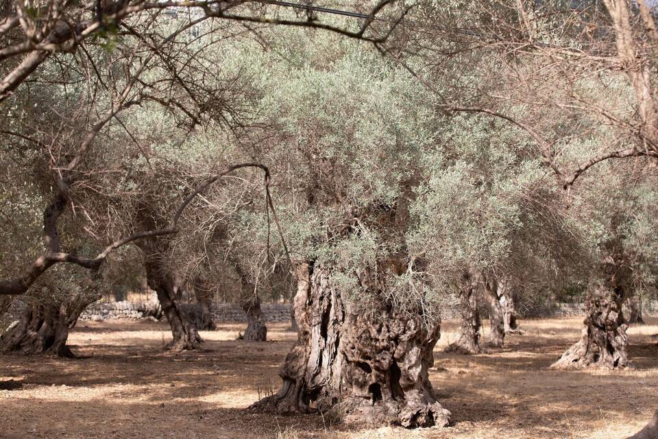 Wassernappheit auf Mallorca