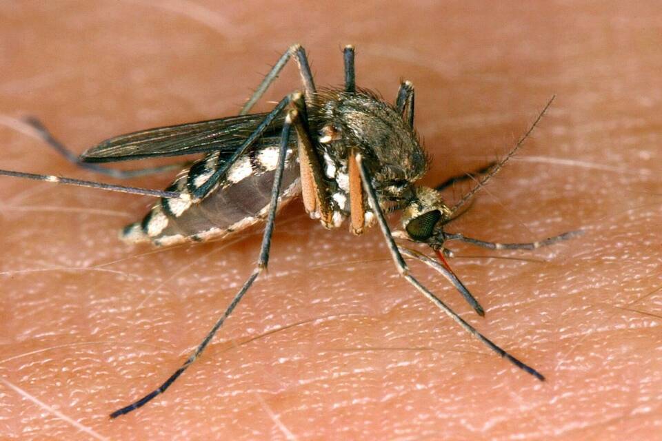 West-Nil-Virus in Italien West-Nil-Virus in Italien