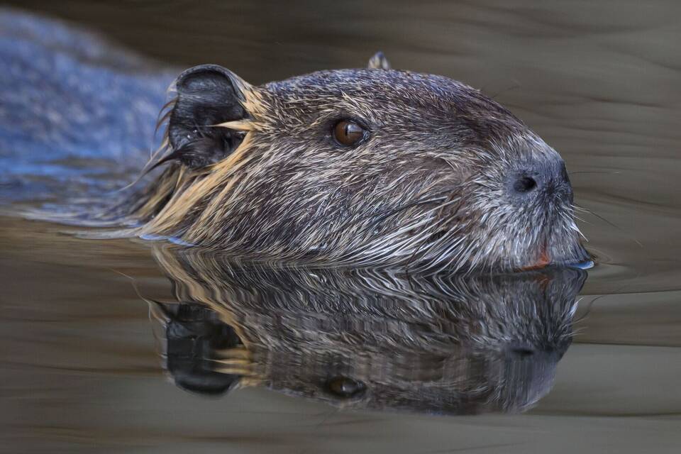 Nutria im Spreewald Nutria im Spreewald