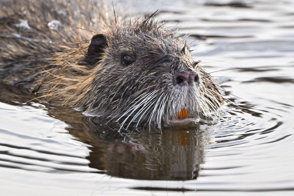 Ein Nutria schwimmt im Wasser