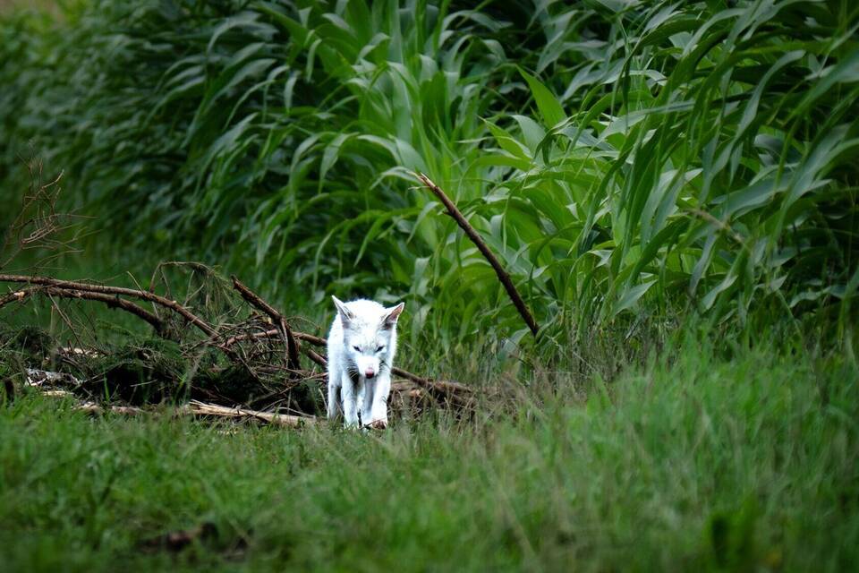 Weißer Fuchs Weißer Fuchs