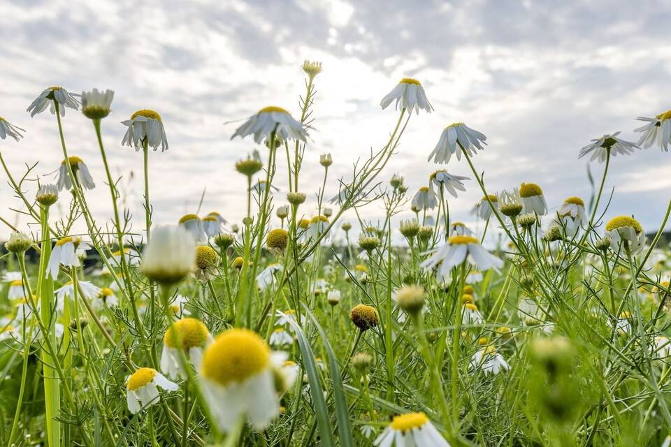 Warme Temperaturen stehen bevor: Nach einigen Wolken kommt Hitze Warme Temperaturen stehen bevor: Nach einigen Wolken kommt Hitze