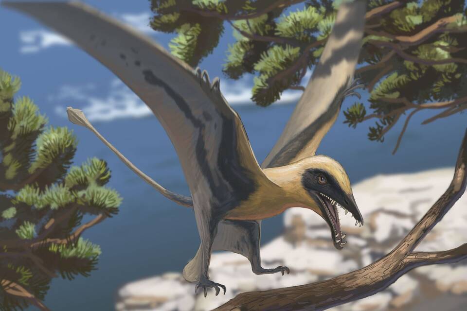 Rekonstruktion des Flugsauriers Eudimorphodon