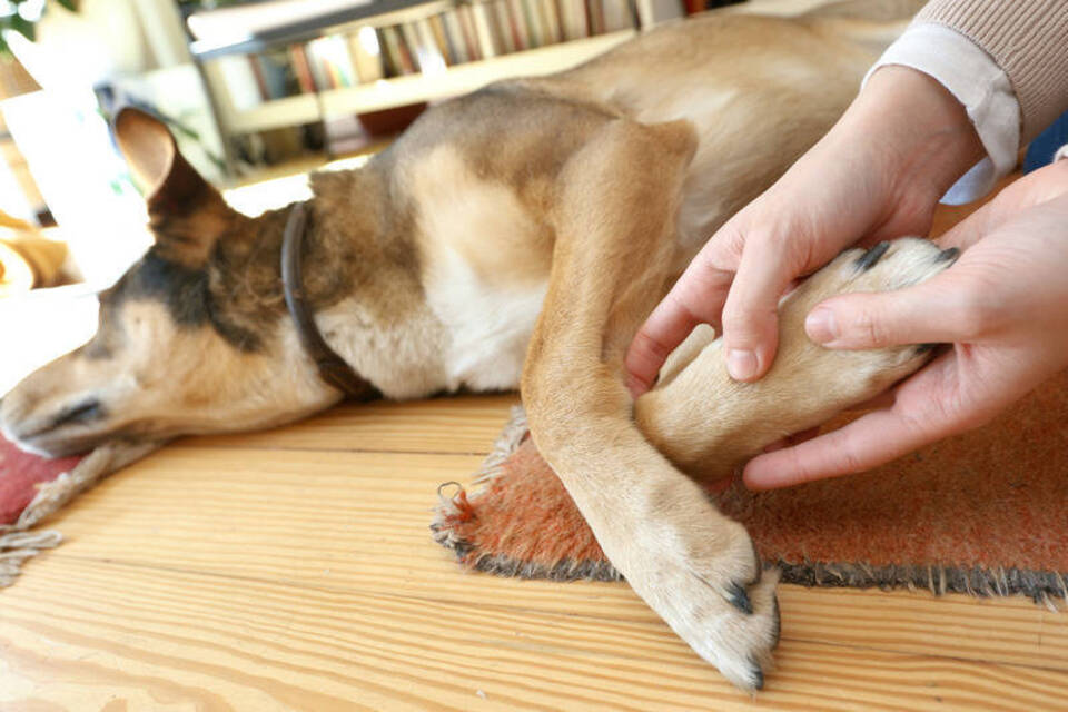 Schlaues Streicheln: Entspannungsübungen für Hunde
