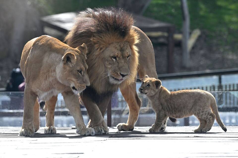 Löwenfamilie im Zoo in Canberra