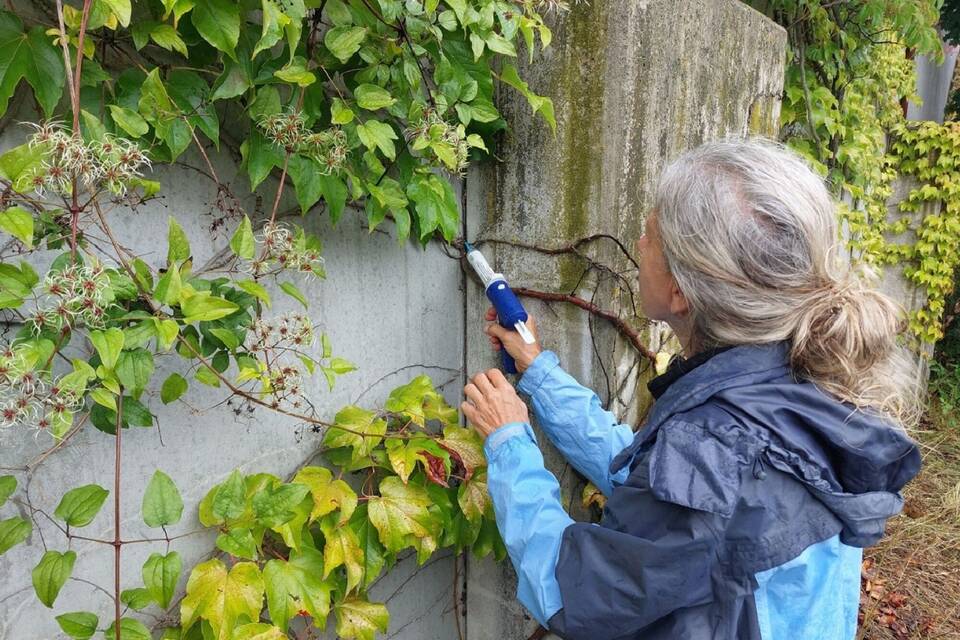 Bekämpfung einer invasiven Ameisenart mit Ködergel