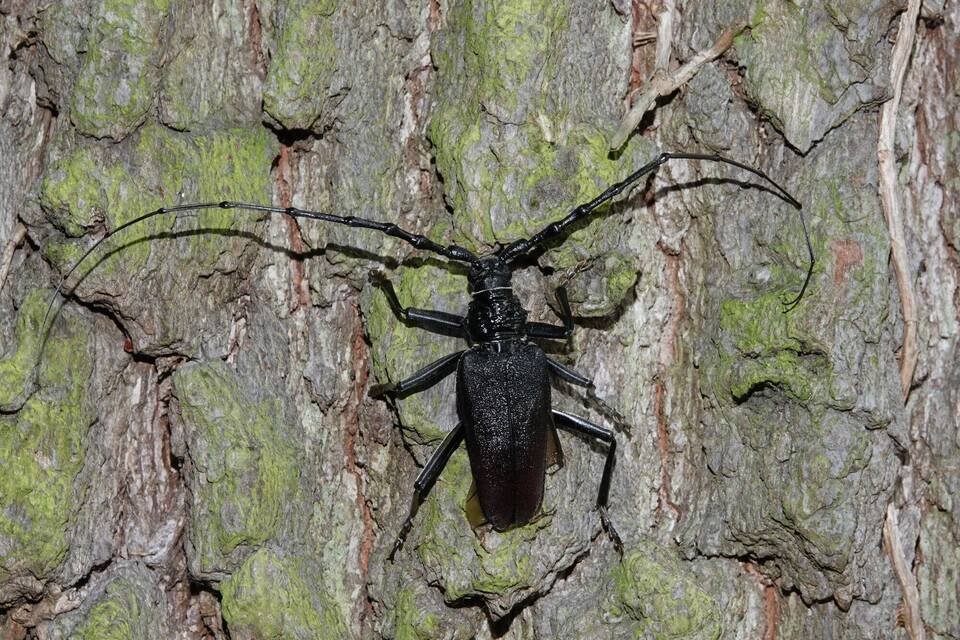 Der Große Eichenbock-Käfer Der Große Eichenbock-Käfer
