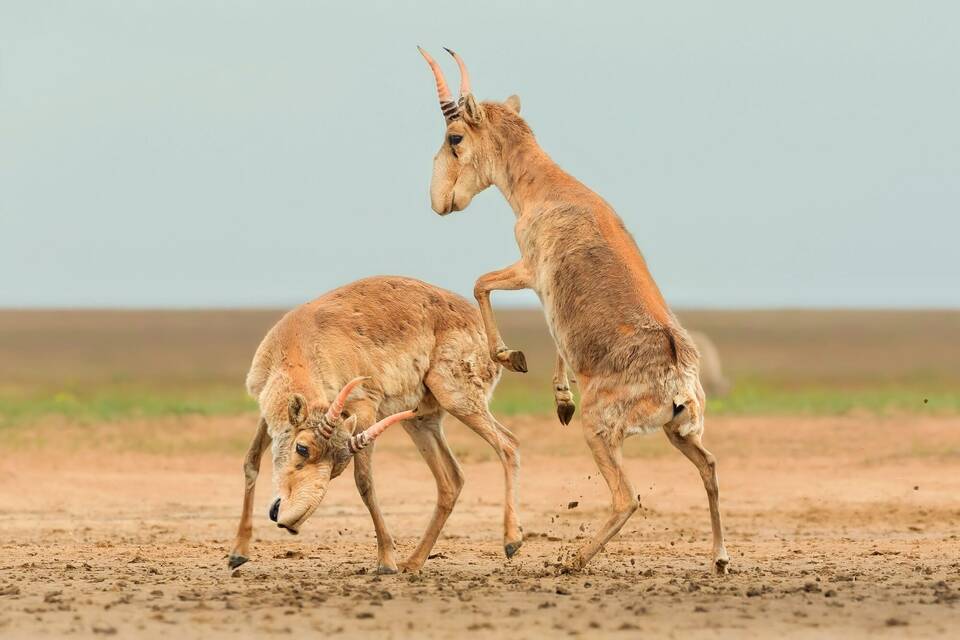 Saiga-Antilopen