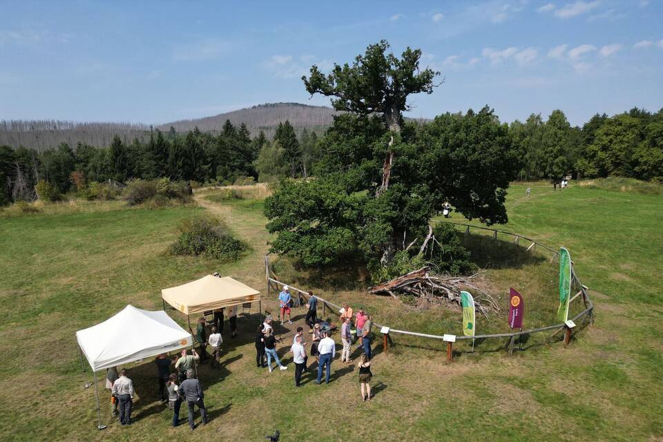 Hohne-Eiche im Nationalpark Harz