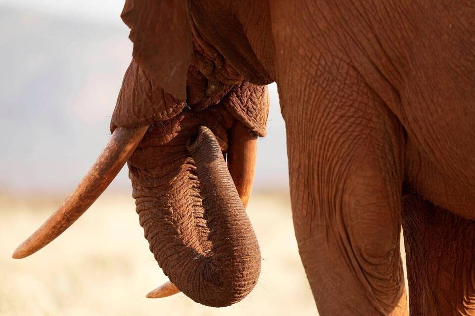 Welt-Elefanten-Tag - Kenia