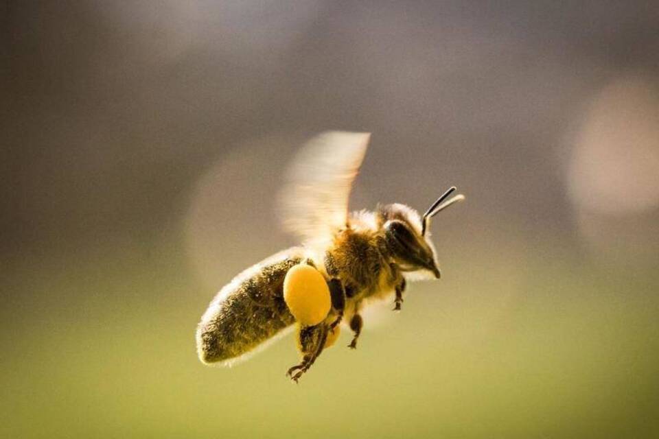 Biene ist unterwegs