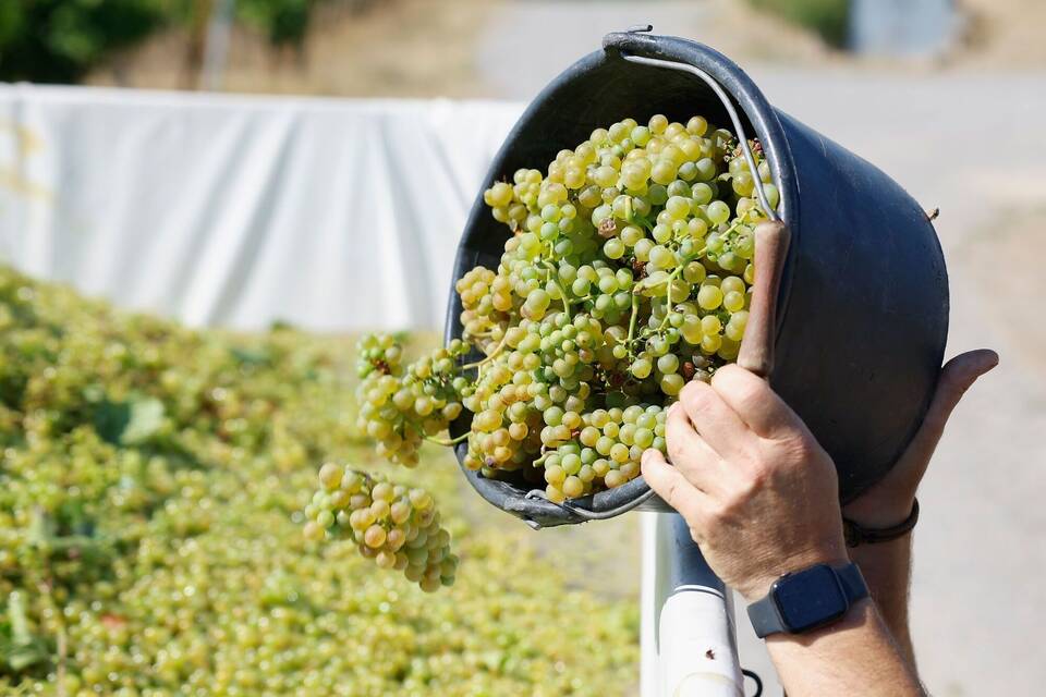 Lese der frühen Weinsorten für Federweißer beginnt