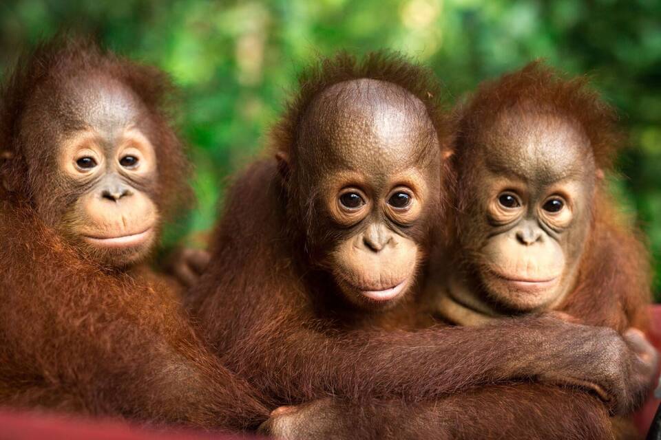 Orang-Utans auf Borneo