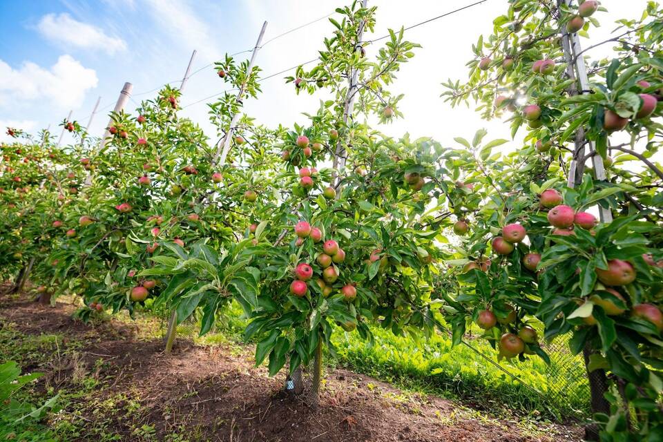 Apfelbaum-Plantagen im Alten Land Apfelbaum-Plantagen im Alten Land