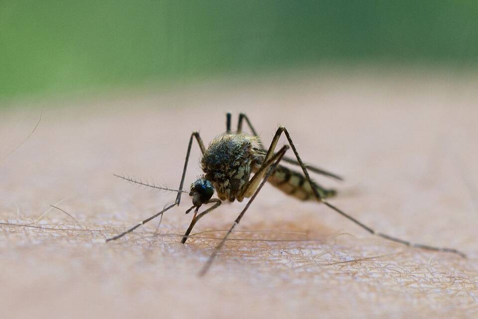 Mücke saugt Blut am Arm eines Mannes Mücke saugt Blut am Arm eines Mannes