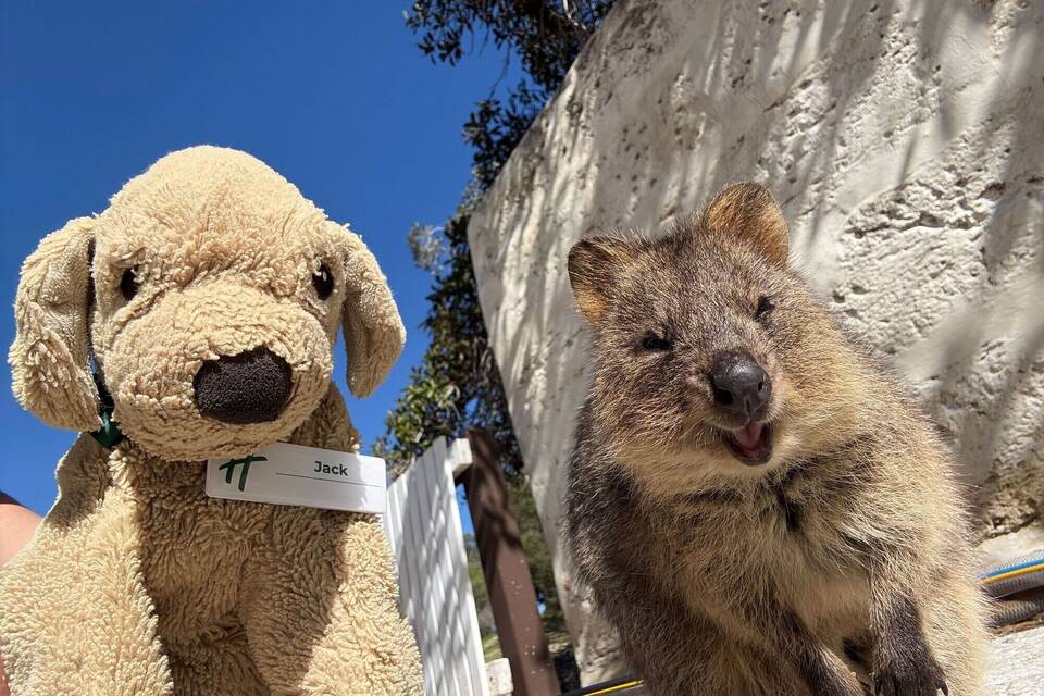 Plüschhund «Jack» in Australien Plüschhund «Jack» in Australien