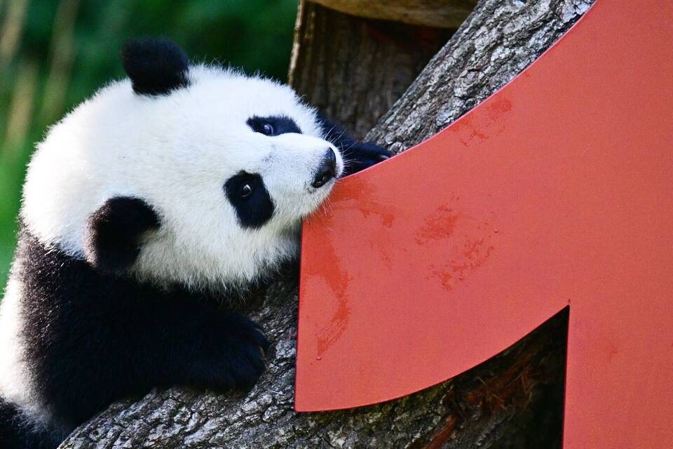 Berliner Pandabären-Zwillinge werden ein Jahr alt Berliner Pandabären-Zwillinge werden ein Jahr alt