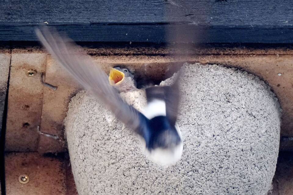 Aktion „Schwalben willkommen“ erlebt Höhenflug Aktion „Schwalben willkommen“ erlebt Höhenflug