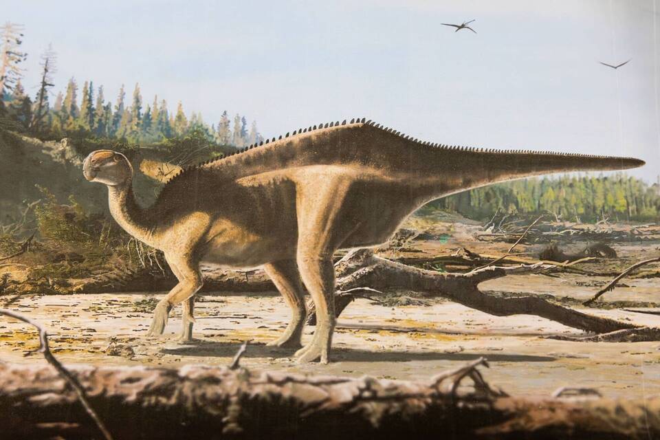 Dinosaurier mit Hautsegel entdeckt