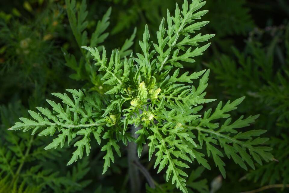 Ambrosia Ambrosia