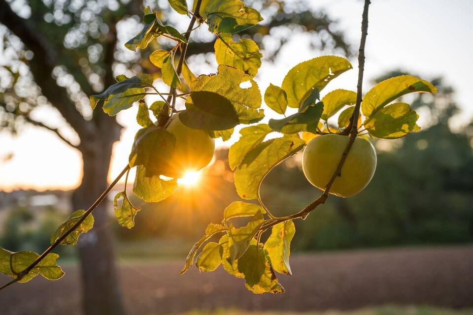 Sonnenaufgang über einer Streuobstwiese Sonnenaufgang über einer Streuobstwiese