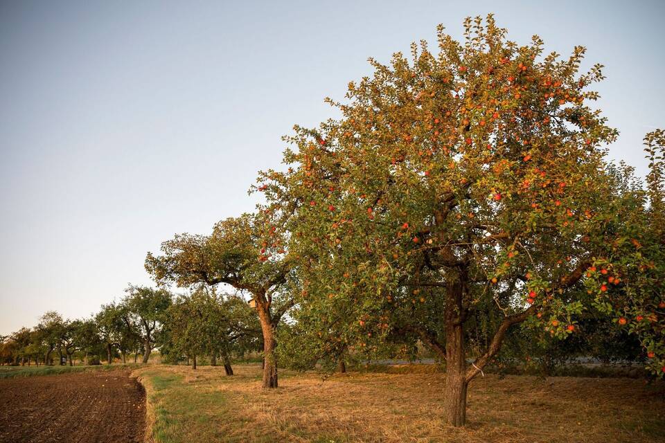 Sonnenaufgang über einer Streuobstwiese Sonnenaufgang über einer Streuobstwiese