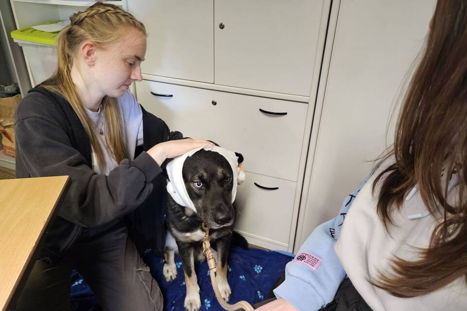 Erste-Hilfe-Kurs für Hunde