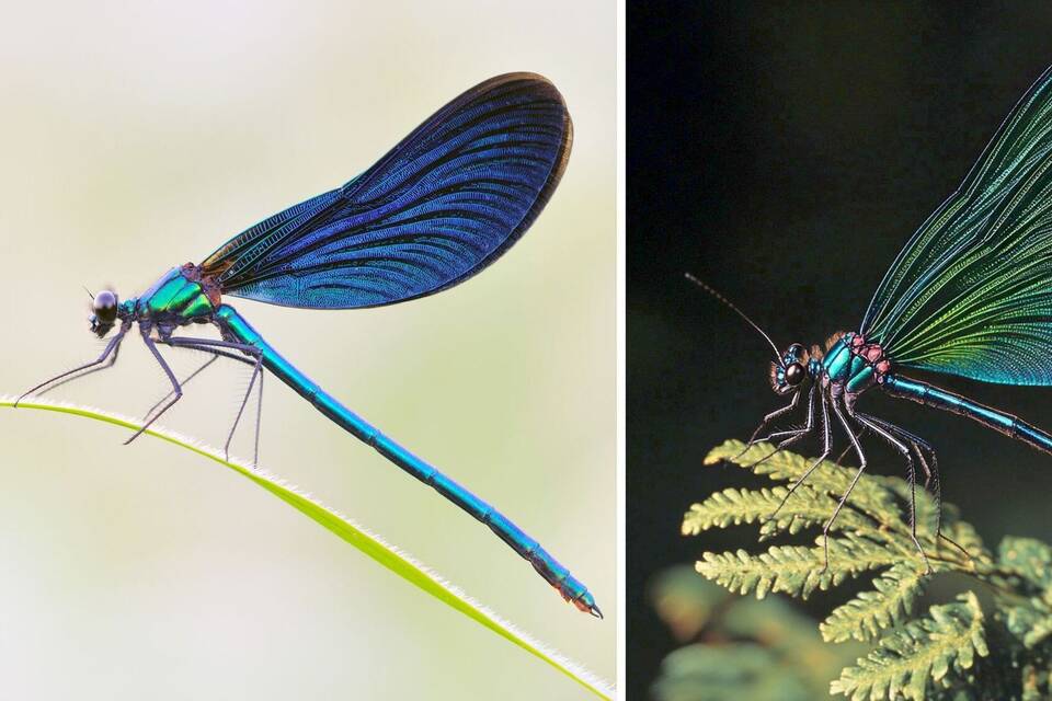 Blauflügel-Prachtlibelle - Fotografie (l) und KI-Bild Blauflügel-Prachtlibelle - Fotografie (l) und KI-Bild