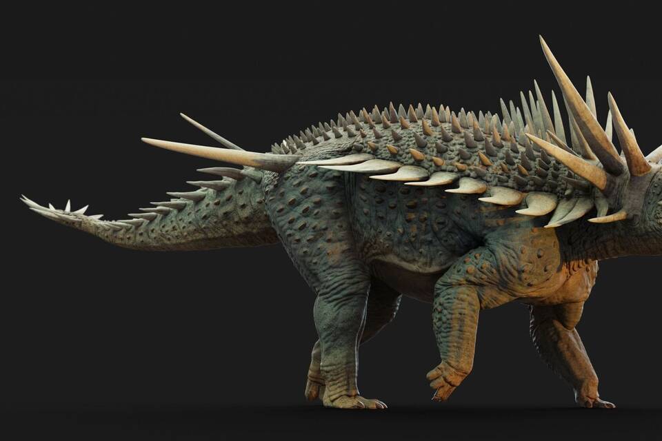 Ankylosaurier Spicomellus afer Ankylosaurier Spicomellus afer