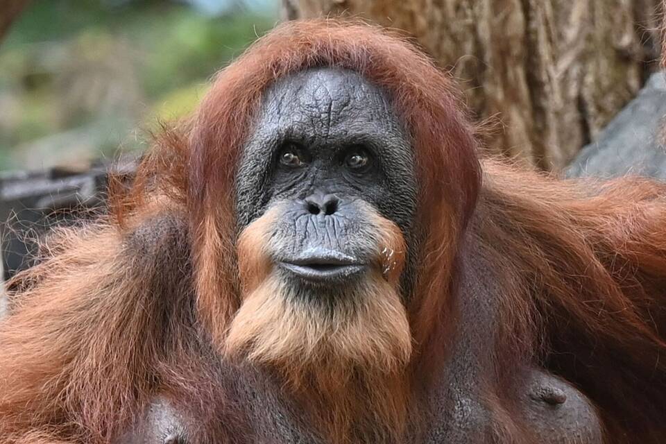 Orang-Utan-Dame Bella im Tierpark Hagenbeck Orang-Utan-Dame Bella im Tierpark Hagenbeck