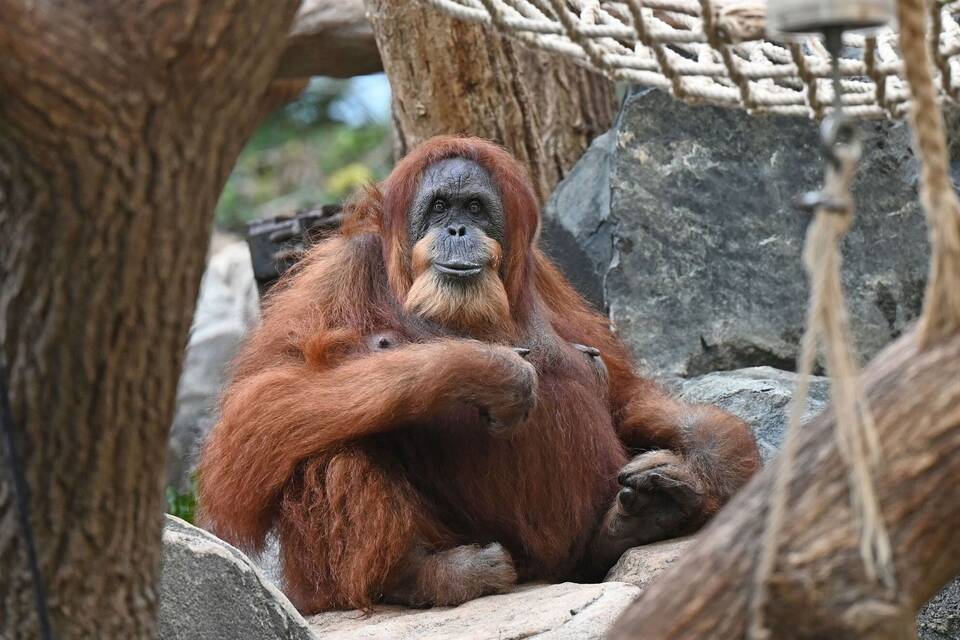 Orang-Utan-Dame Bella im Tierpark Hagenbeck