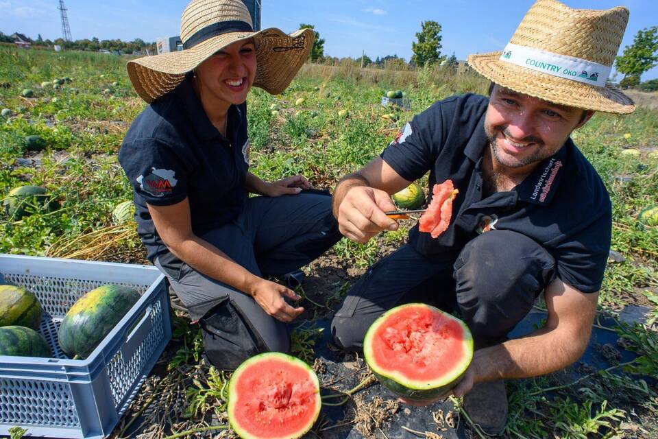 Melonenernte in Sachsen-Anhalt Melonenernte in Sachsen-Anhalt