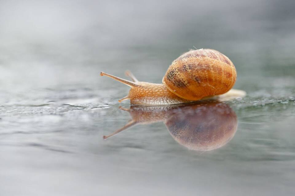 Schnecke