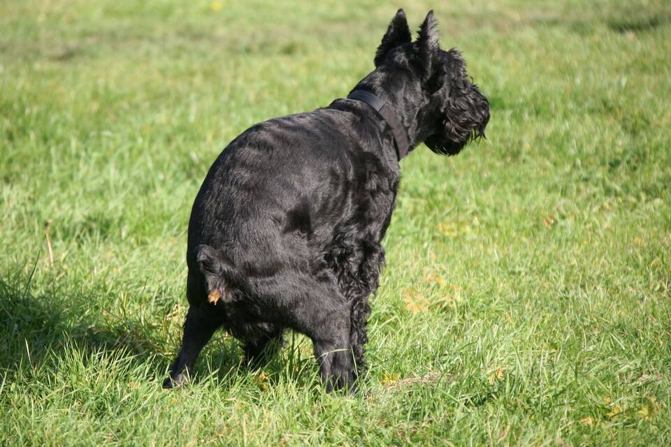 Hundekot ist Ärgernis für Kommunen