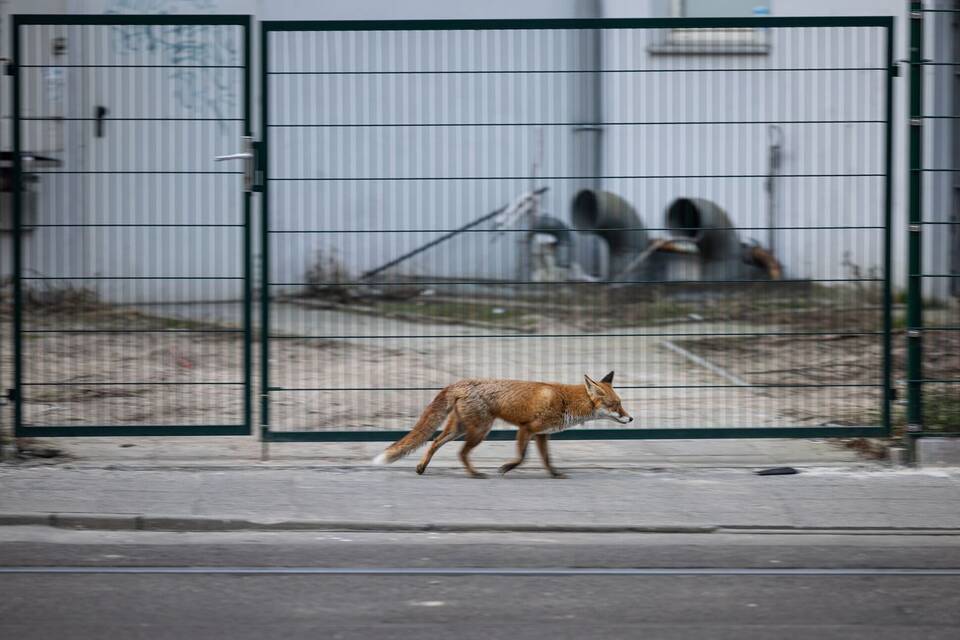 Fuchs in Innenstadt Fuchs in Innenstadt