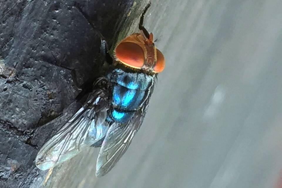 Neuwelt-Schraubenwurmfliege Neuwelt-Schraubenwurmfliege