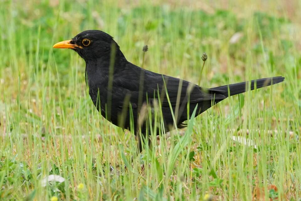 Amsel Amsel