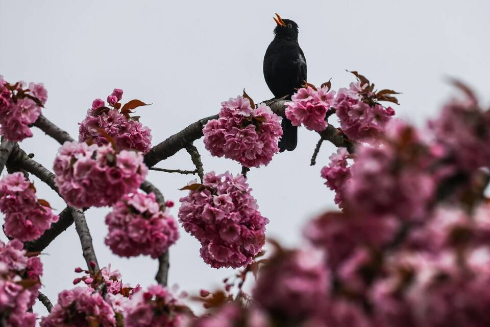Wetter vor Ostern in Köln