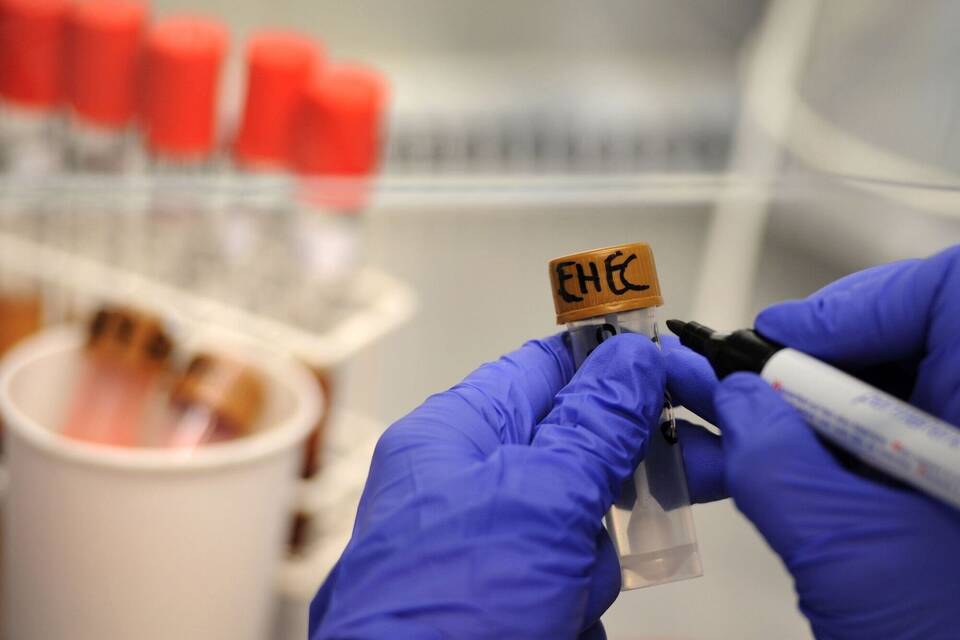 Ehec-Bakterien Ehec-Bakterien