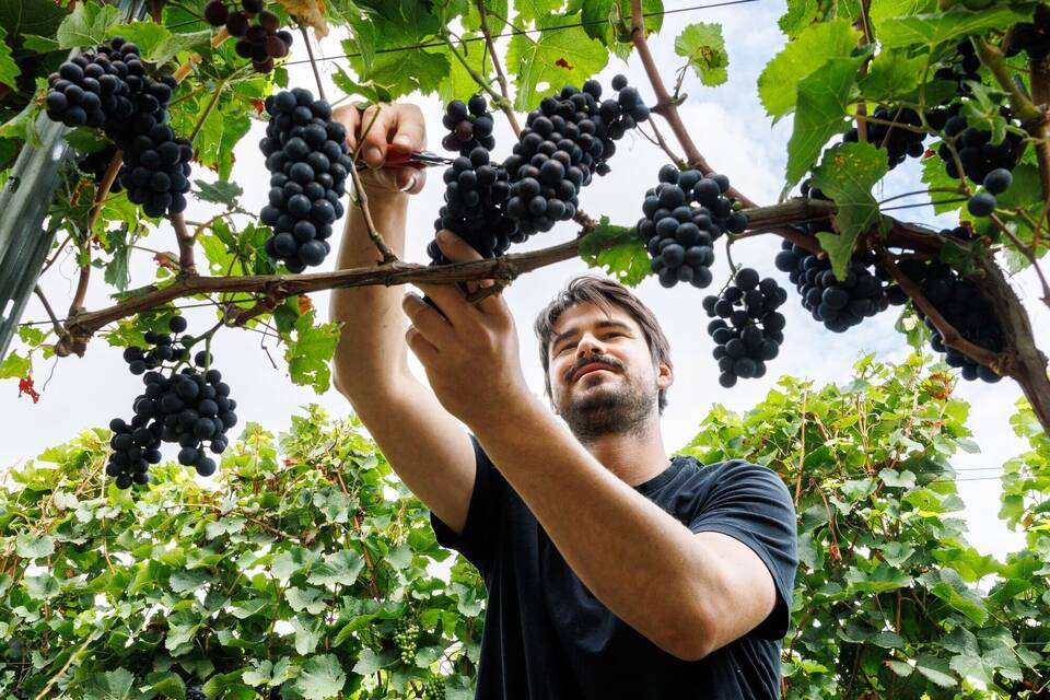 Beginn der Weinlese in Deutschland Beginn der Weinlese in Deutschland