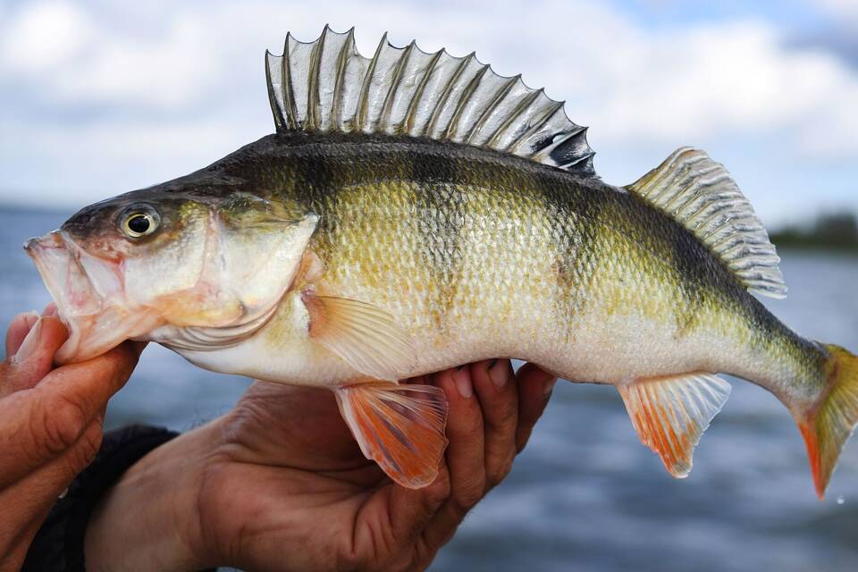 Angler mit Barsch Angler mit Barsch