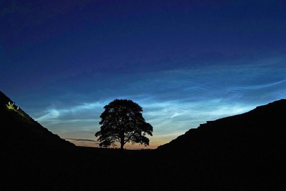 Sycamore Gap Tree Sycamore Gap Tree