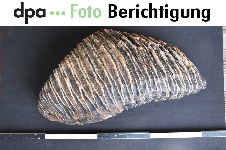 Backenzahn eines Mammuts Backenzahn eines Mammuts